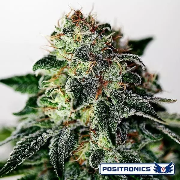 View Mystic Cookie Express Auto de Positronics - Grow Barato
