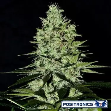 Wernard Express Auto de Positronics - Grow Barato