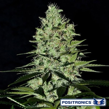 Wernard Express Auto de Positronics - Grow Barato