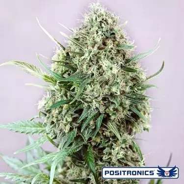 Jack Diesel Express Auto de Positronics automática - Grow Barato