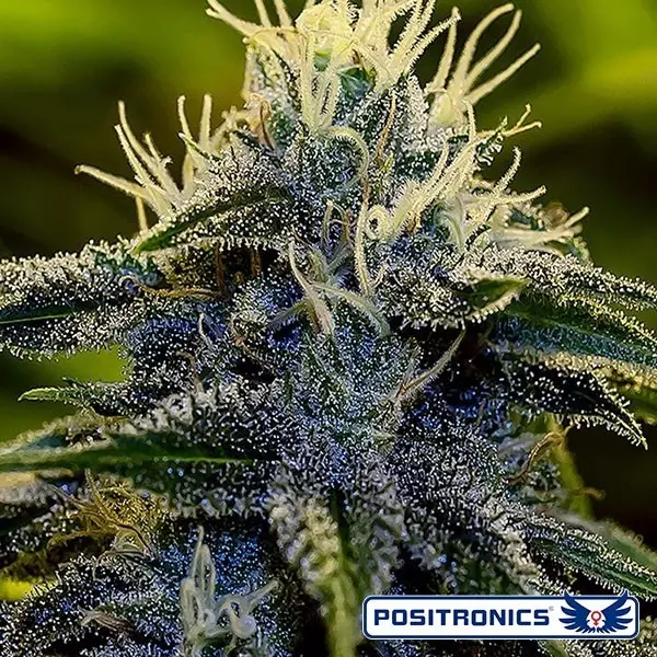 View Afghan Express Auto de Positronics feminizadas - Grow Barato