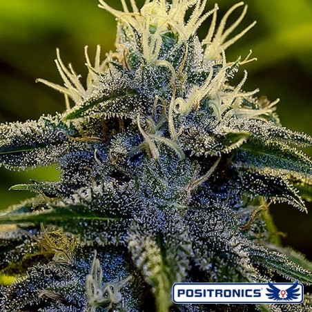 Afghan Express Auto de Positronics feminizadas - Grow Barato