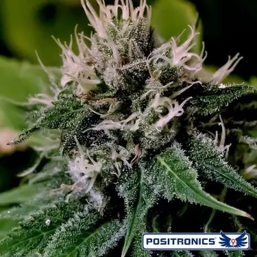 Critical Express Auto de Positronics - Grow Barato