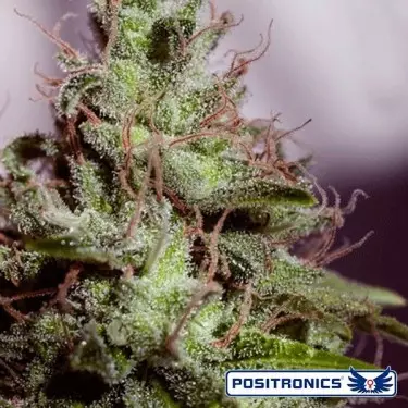 SuperCheese Express marijuana plant