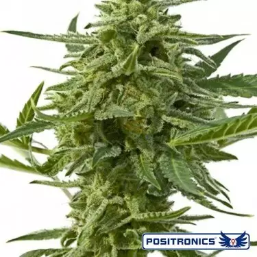 Northern Haze Express Auto de Positronics - GB The Green Brand