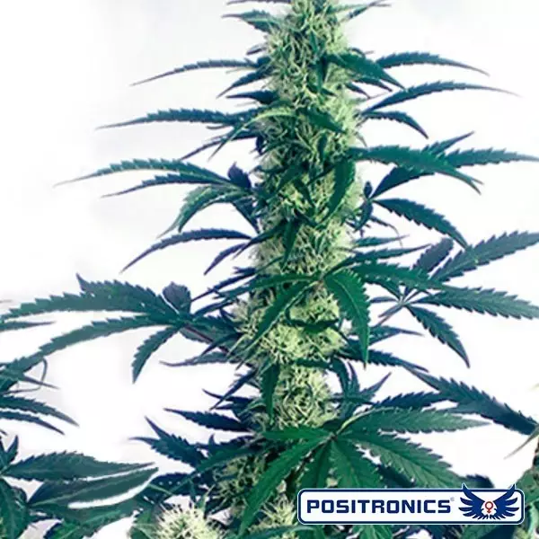 View Dia de Maio Planta de cannabis expresso