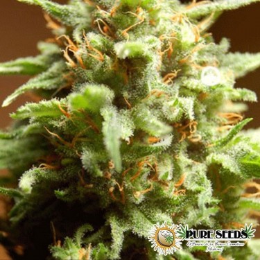 B3 Medical Plante de marijuana