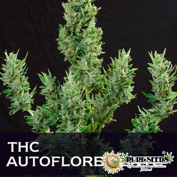 THC autoflowering Cannabis Plant