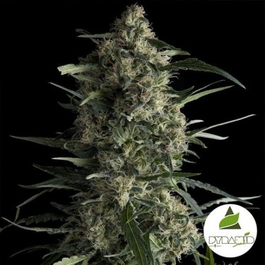 Galaxy marijuana plant