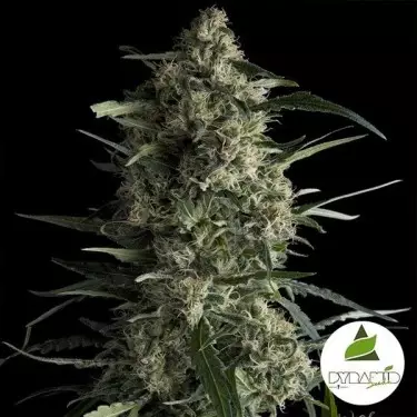 Galaxy de Pyramid Seeds Feminizadas - Grow Barato