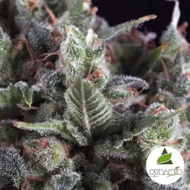 Olympia de Pyramid Seeds sabor y producción - Grow Barato