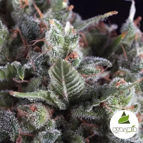 Olympia de Pyramid Seeds sabor y producción - Grow Barato