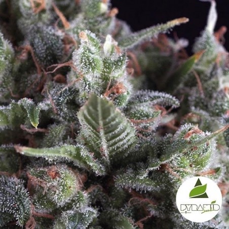 Olympia de Pyramid Seeds sabor y producción - Grow Barato