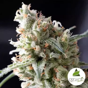 Kukulkan de Pyramid Seeds. Feminizado - GB The Green Brand
