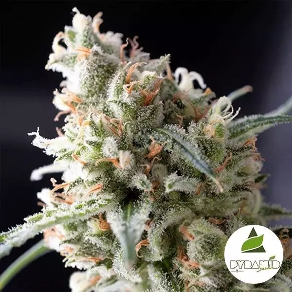 View Kukulkan de Pyramid Seeds. Feminizado - GB The Green Brand