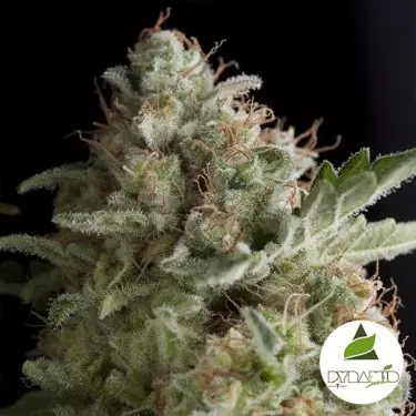 American Pie of Pyramid Seeds feminized - GB The Green Brand
