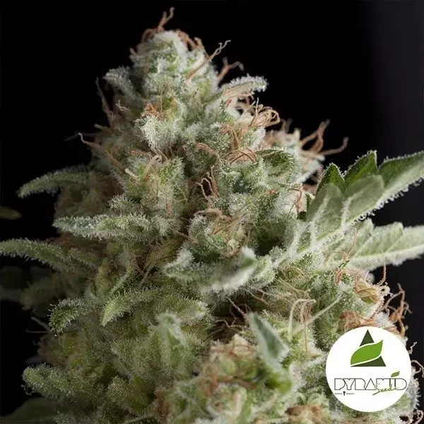 View American Pie de Pyramid Seeds feminizada - Grow Barato
