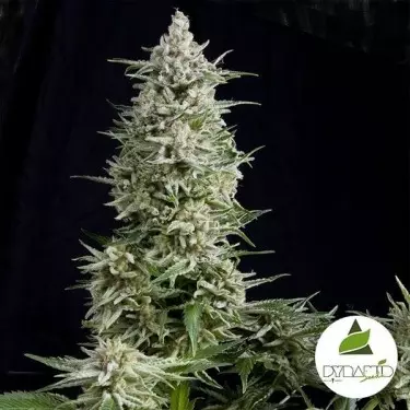 Amnesia Gold de Pyramid Seeds feminizadas - Grow Barato