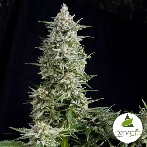 View Amnesia Gold de Pyramid Seeds feminizado - GB The Green Brand