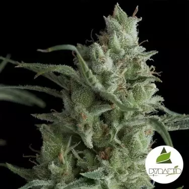 Kryptonite de Pyramid Seeds feminizada - Grow Barato