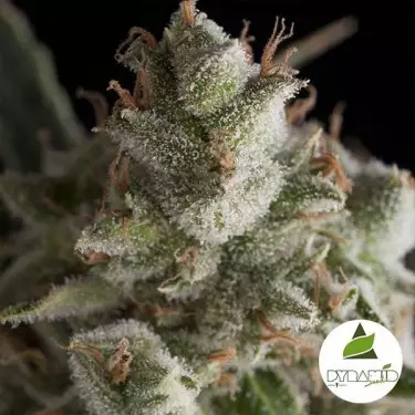 Fresh Candy de Pyramid Seeds feminizada - Grow Barato