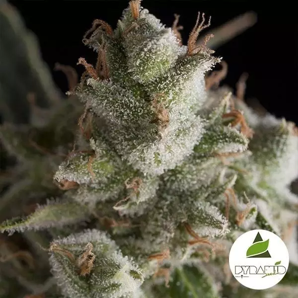 View Fresh Candy de Pyramid Seeds feminizada - Grow Barato