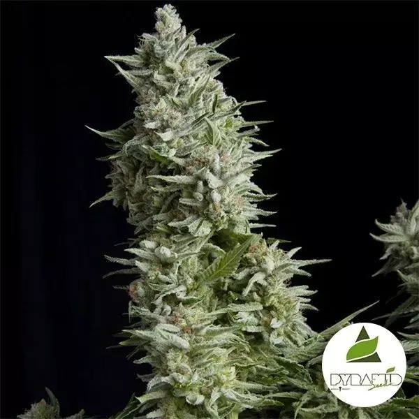 Alpujarreña de Pyramid Seeds feminizada - Grow Barato