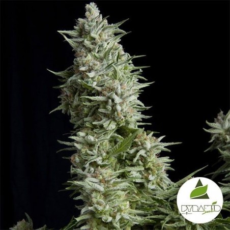 Alpujarreña de Pyramid Seeds feminizada - Grow Barato