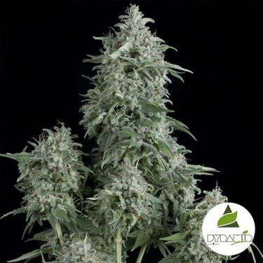 Anubis cannabis plant