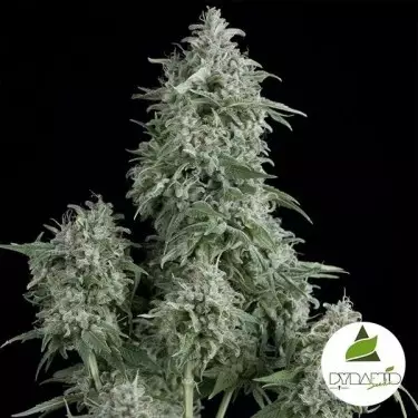 Anubis de Pyramid Seeds - Feminized - Grow Barato