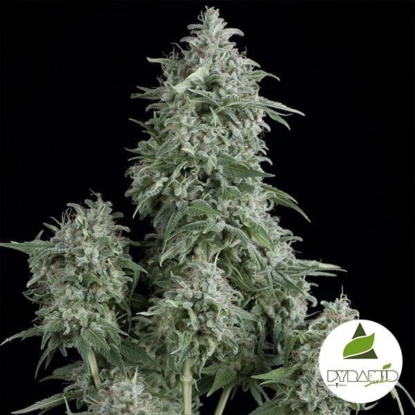 View Anubis de Pyramid Seeds - Feminized - Grow Barato