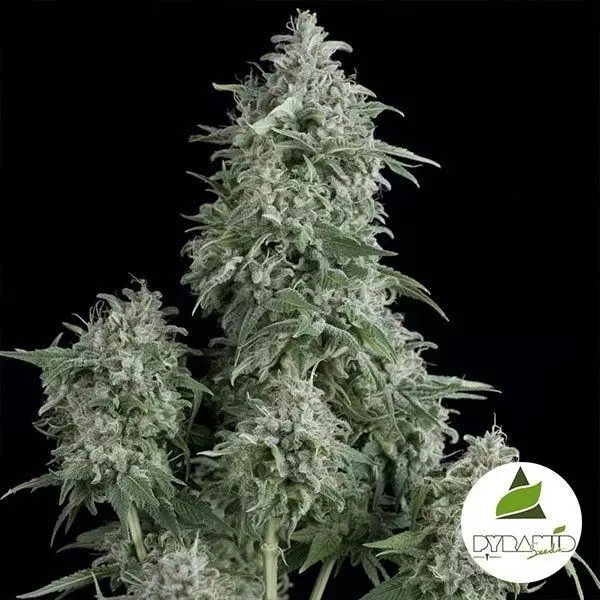 Anubis de Pyramid Seeds - Feminized - Grow Barato