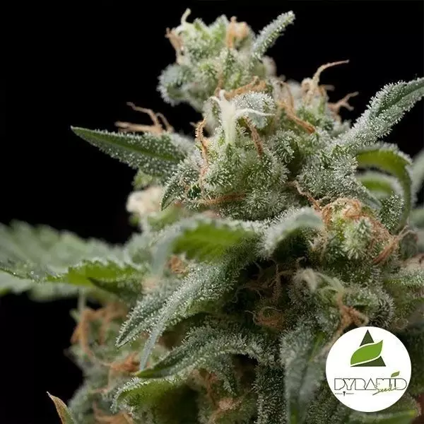 Super Hash de Pyramid Seeds feminizadas - Grow Barato