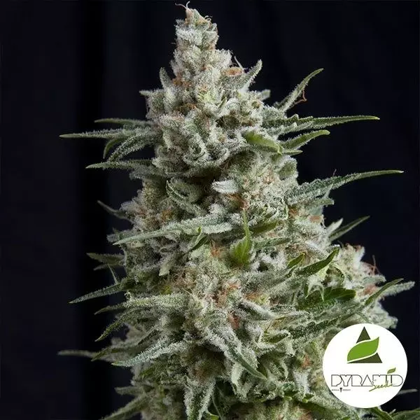Anesthesia de Pyramid Seeds feminizadas - Grow Barato