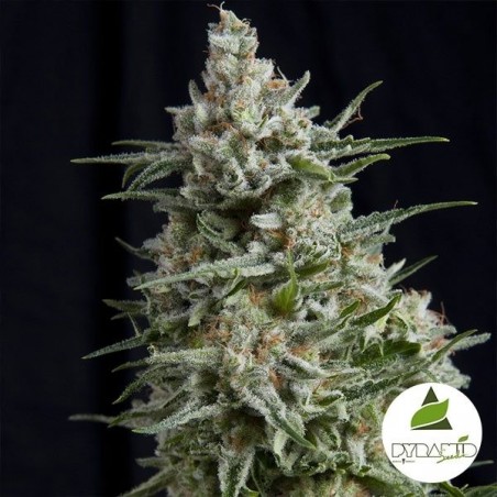 Anesthesia de Pyramid Seeds feminizadas - Grow Barato