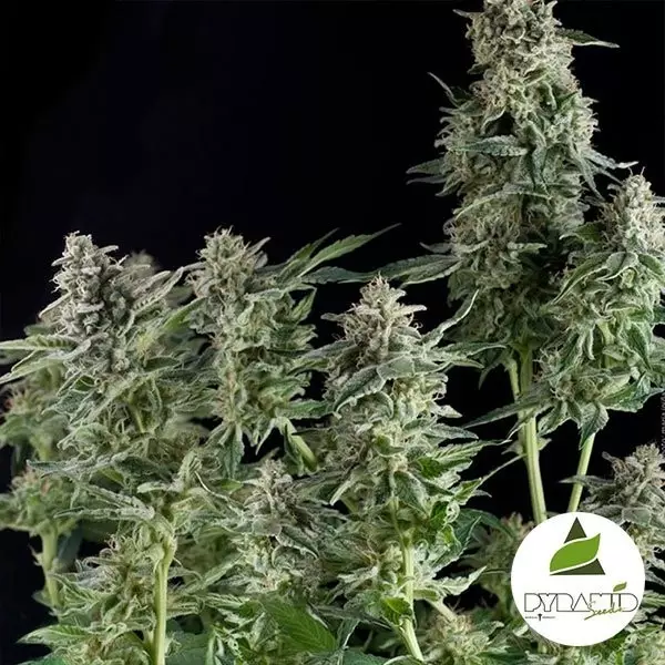 View Northern Lights of Pyramid Seeds feminized - GB The Green Brand