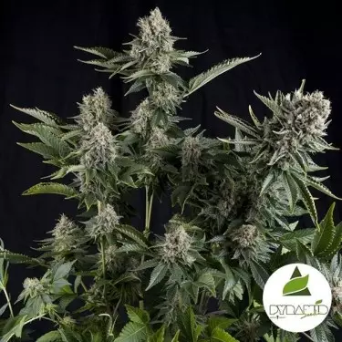 White Widow de sementes de pirâmide feminizadas - GB The Green Brand
