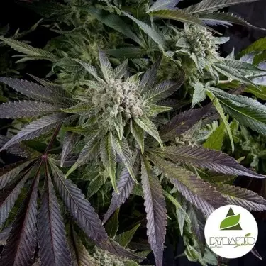 Blue Pyramid de Pyramid Seeds feminizada - Grow Barato