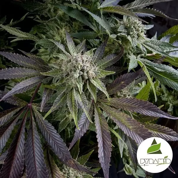 View Blue Pyramid de Pyramid Seeds feminizada - Grow Barato