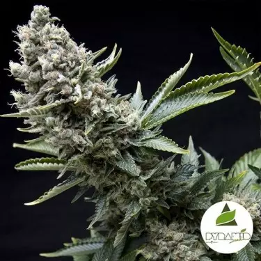 New York City de Pyramid Seeds feminizadas - Grow Barato