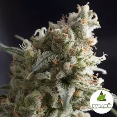 Lennon de Pyramid Seeds 100% feminizada - Grow Barato