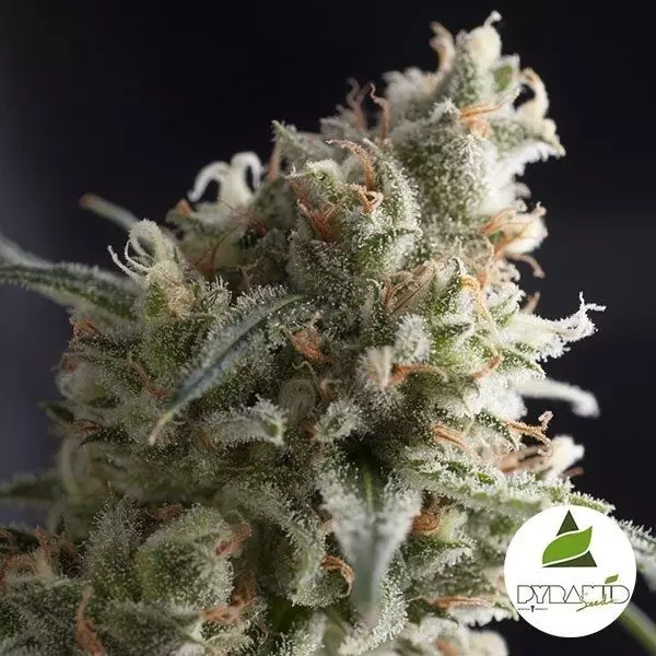 View Lennon de Pyramid Seeds 100% feminizada - Grow Barato