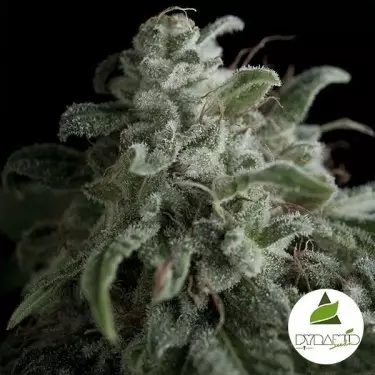 Nefertiti cannabis plant