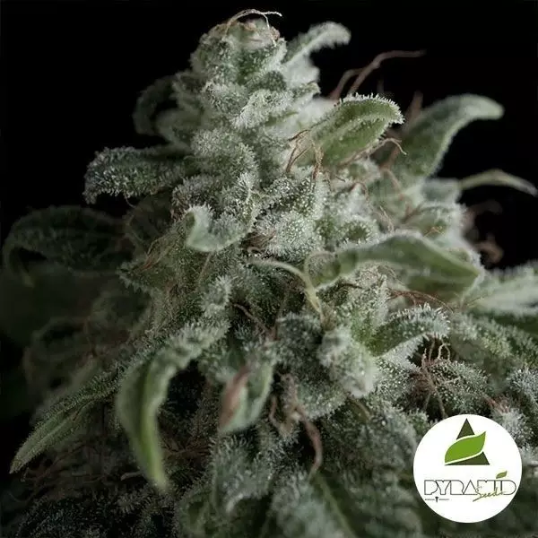 View Nefertiti cannabis plant