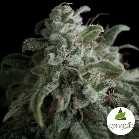 Nefertiti de Pyramid Seeds feminizada - Grow Barato
