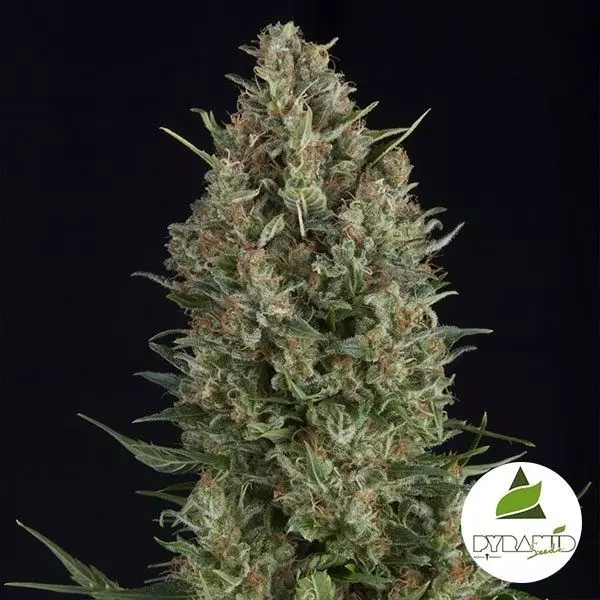 Wembley de Pyramid Seeds feminizadas - Grow Barato