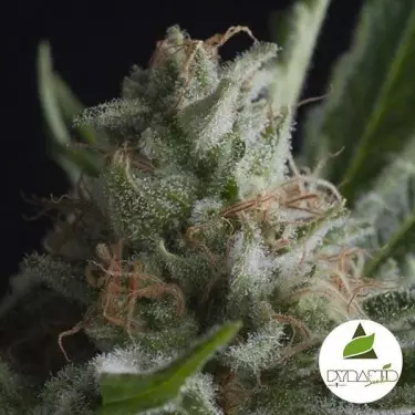 Shark of Sementes Feminizadas Pyramid Seeds - GB The Green Brand