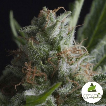 Shark de Pyramid Seeds semillas feminizadas - Grow Barato