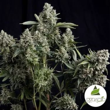 Tutankhamon marijuana plant