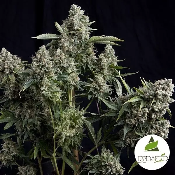 Tutankhamon marijuana plant